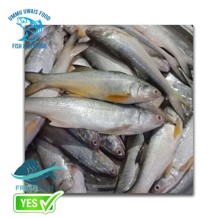 

Ikan Kuro / Senangin Segar - 1 Kilogram