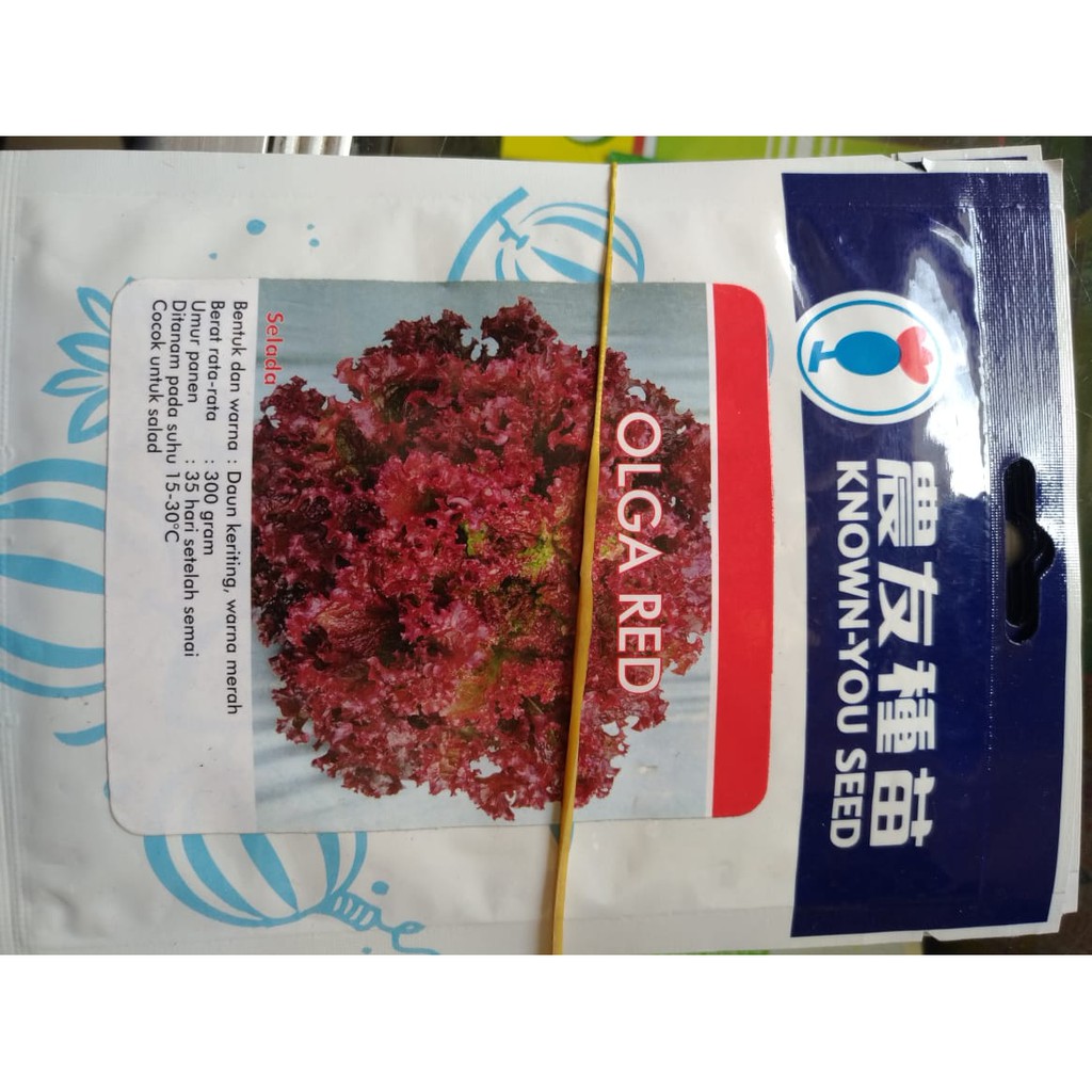 

Selada Merah Olga Red