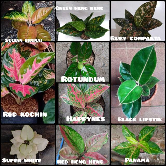 Paket 10 jenis aglonema