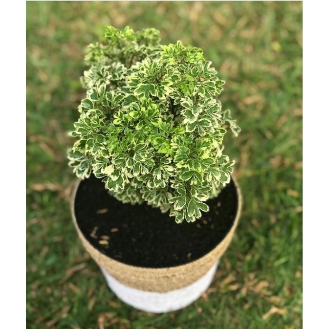 tanaman hias, tanaman obat, tanaman sayur, tanaman bahan bonsai,tanaman kedongdong laut outdor indor