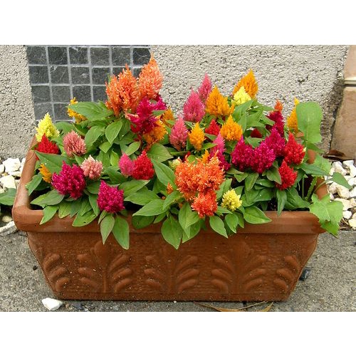 biji benih bunga celosia pendek celosia dwarf glorious mix isi 30 biji celosia pendek