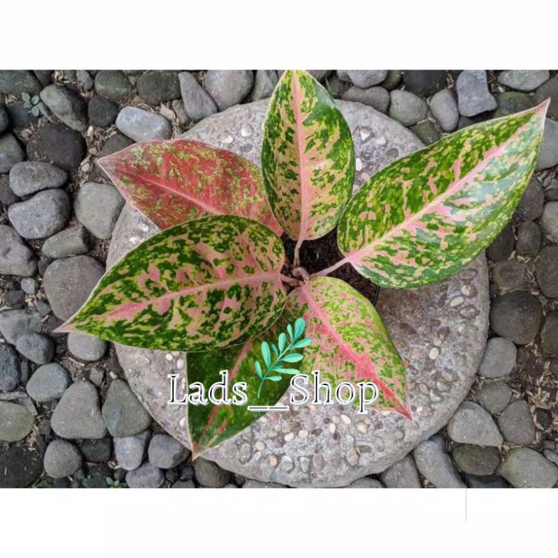 Tanaman Hias Aglonema Big roy - Aglonema Big roy