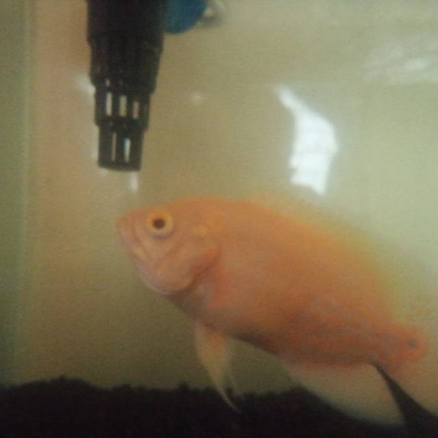 Ikan Oscar albino