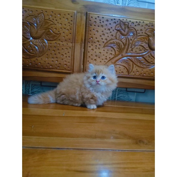 kitten kitten ras munchkin minuet cebol kaki pendek