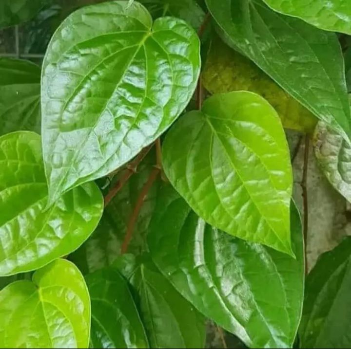 

daun sirih per 10 daun /daun herbal