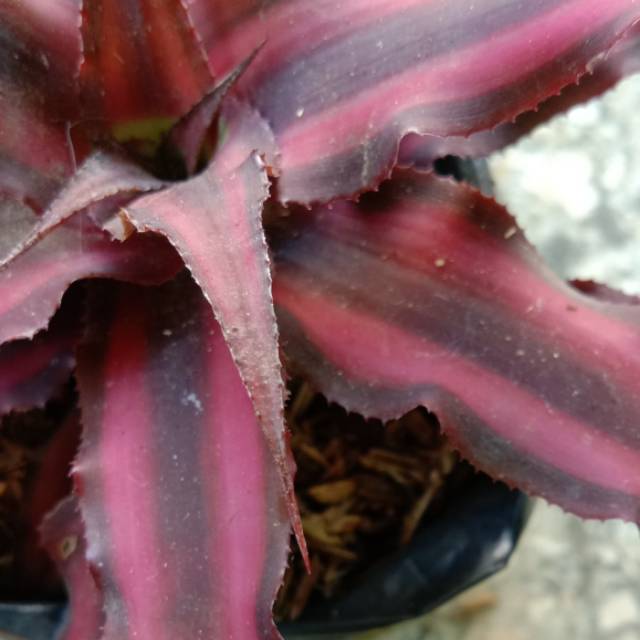 Kriptantus merah mini / crypthantus bibit tanaman hias bunga - BAKUL KEMBANG