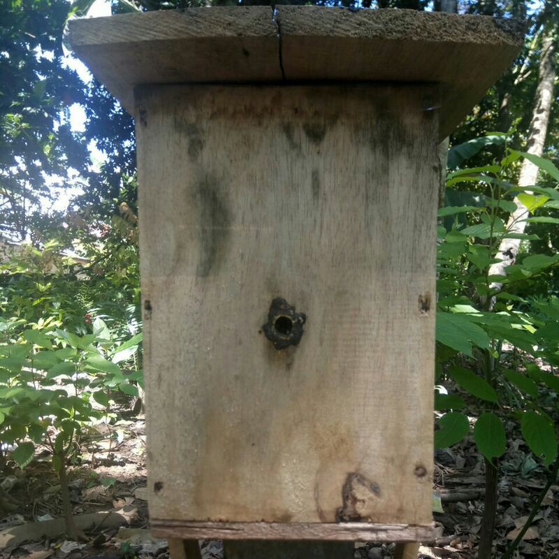 Koloni Trigona Biroi P21