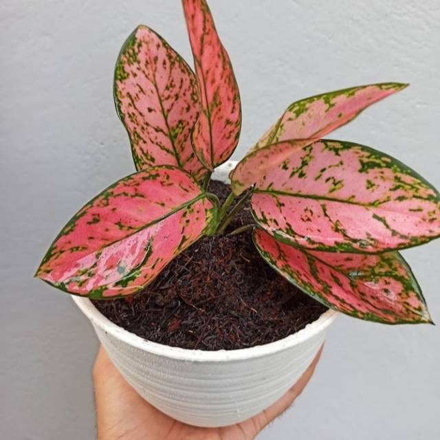 Aglonema valentine-tanaman hias aglonema lady valentine-tanaman aglonema-aglonema