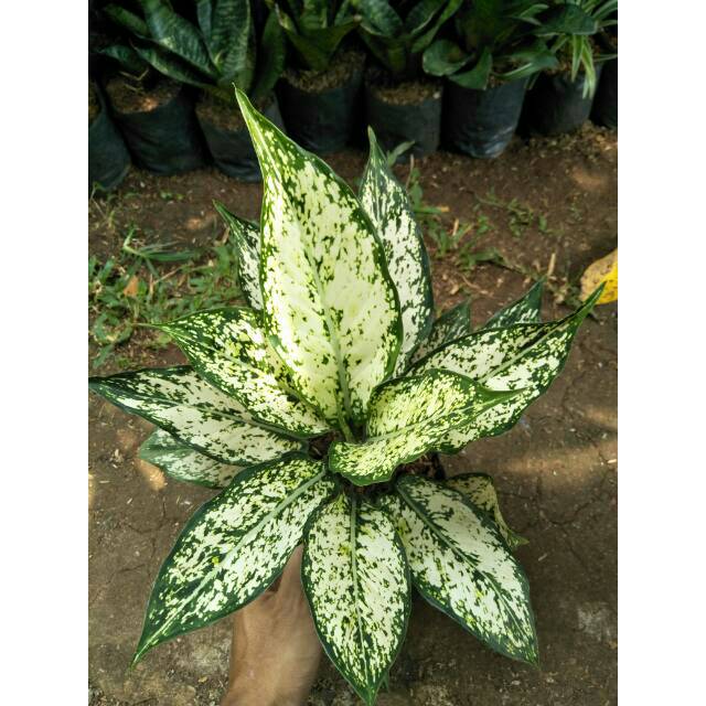  SNOW  WHITE  Tanaman  hias aglonema aglaonema  Shopee 