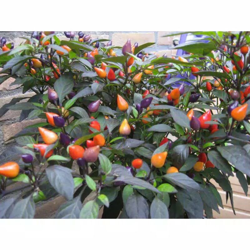 BIBIT CABE PELANGI  BENIH CABE RAINBOW isi 10