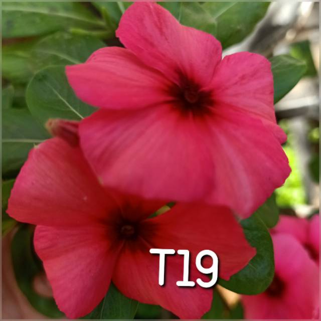 Benih Vinca T19.vinca.bunga vinca tegak.bunga vinca tegak.benih vinca.bunga vinca gantung.bunga vinc