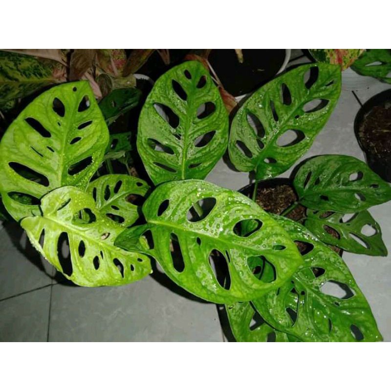 MONSTERA Janda bolong Acuminata