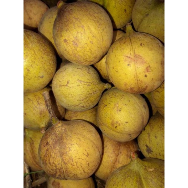 

buah pala segar