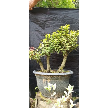 bonsai asoka merah realpict