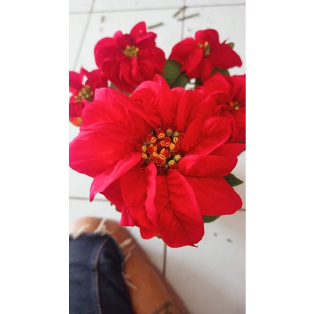 Tanaman Hias Daun Kastuba Mawar