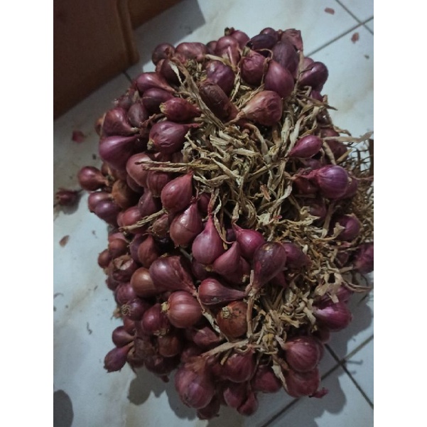 bibit Bawang Merah varietas bima Brebes-1