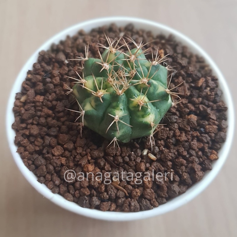 Gymnocalycium Cat Eye | Kaktus Gymno Miha