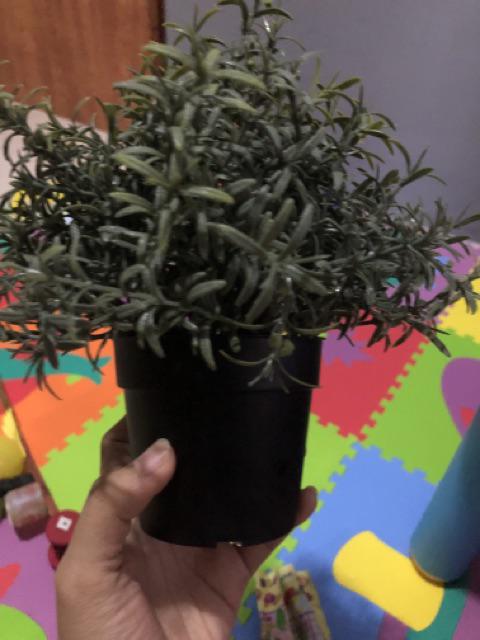 Fejka, Tanaman Tiruan Dalam Pot, Oregano, timi, Rosemary 9 Cm