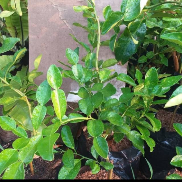 Bibit Pohon jeruk purut//buah jeruk purut