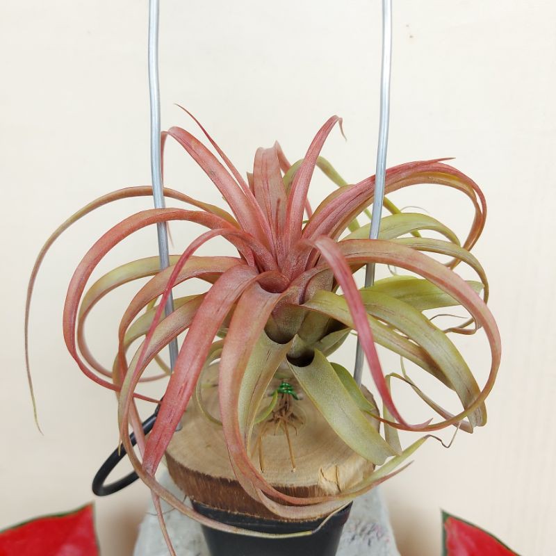 tillandsia eric knobloch