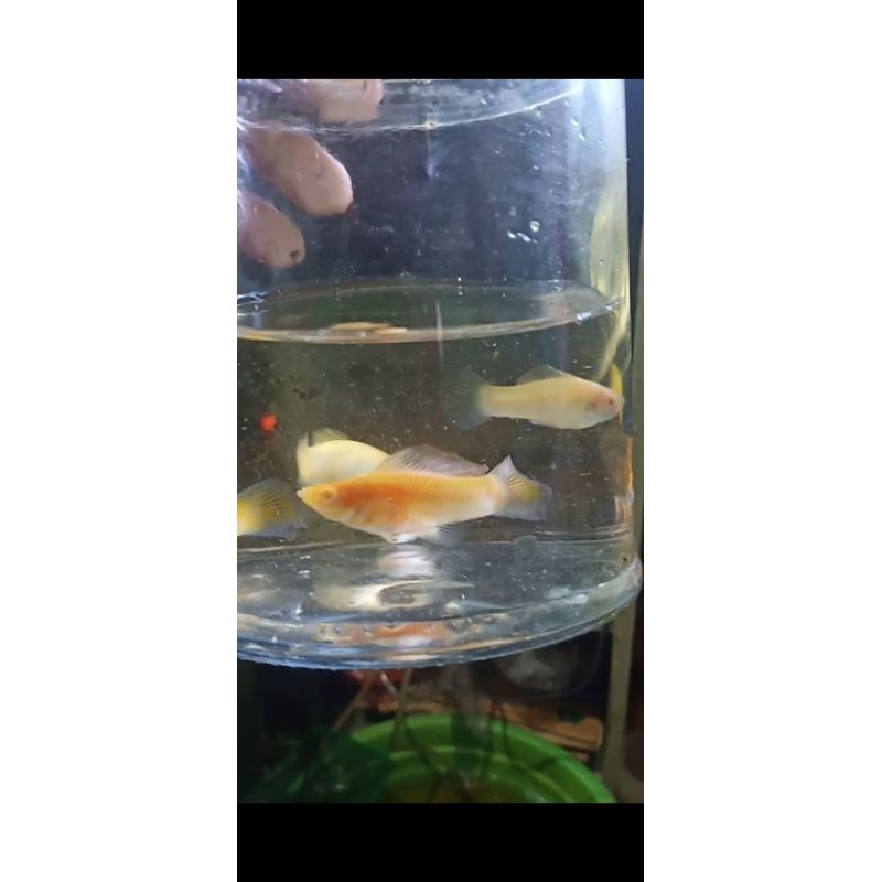ikan molly albino