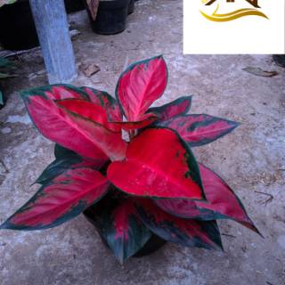 Aglonema suksom jaipong tanaman hias indoor tanaman Aglonema suksom jaipong tanaman hias indoor tanaman