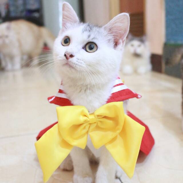 Dress sailormoon Mars untuk kucing &amp; anjing /Jual Baju Kucing Terlengkap &amp; Berkualitas size S-XL