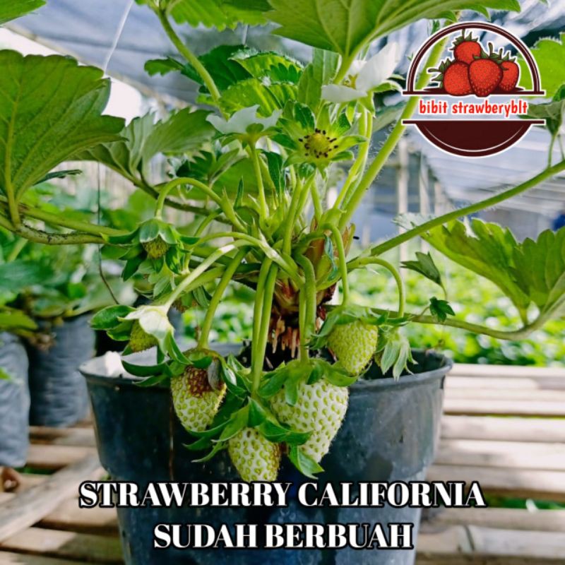 indukan tanaman strawberry california sudah berbuah
