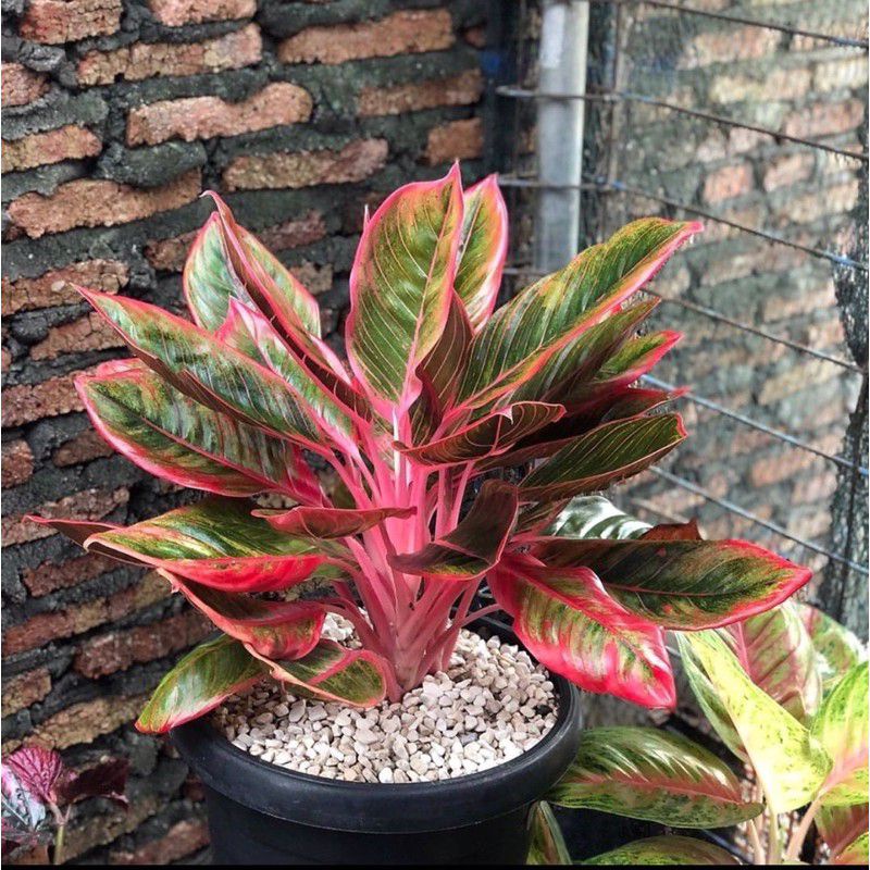 Tanaman hias aglonema lipstik merah-aglonema lipstik siam aurora-aglonema lipstik merah