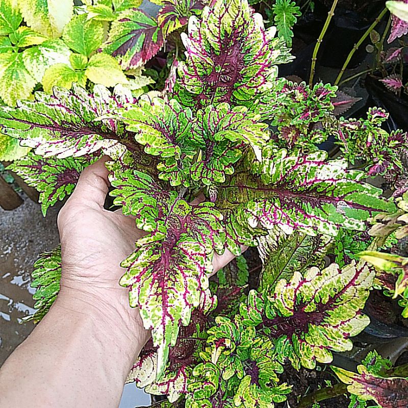 TANAMAN HIAS MIANA CENDRAWASIH