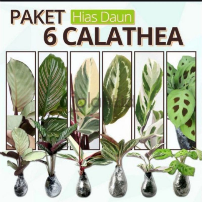 Paketan 6 tanaman hias calathea