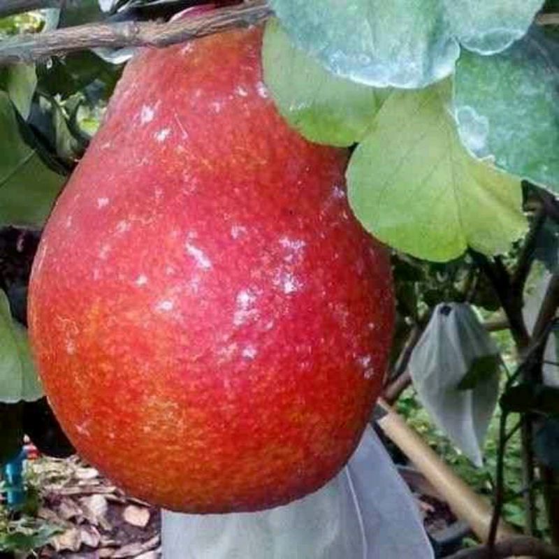 

Bibit jeruk red pamelo & Pamelo madu asli okulasi