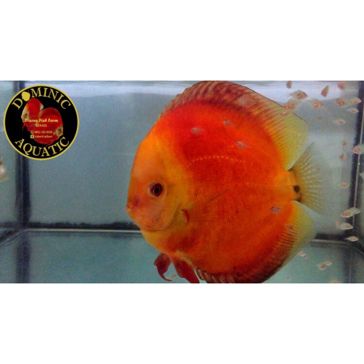 IKAN DISCUS RED MELON RM ANAKAN SIZE 1 inch - 2 inch BODY ONLY