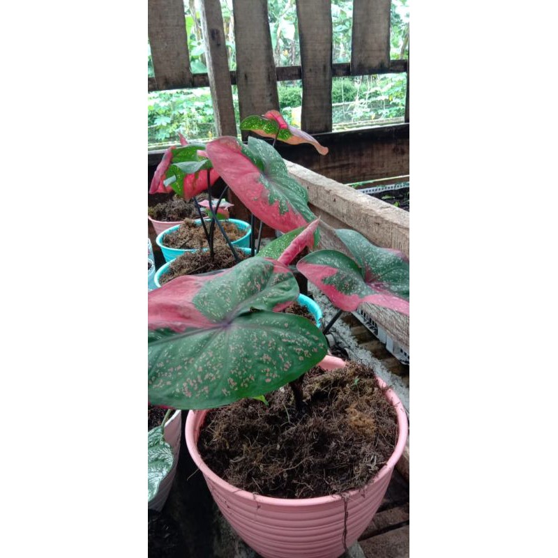 Caladium Baret