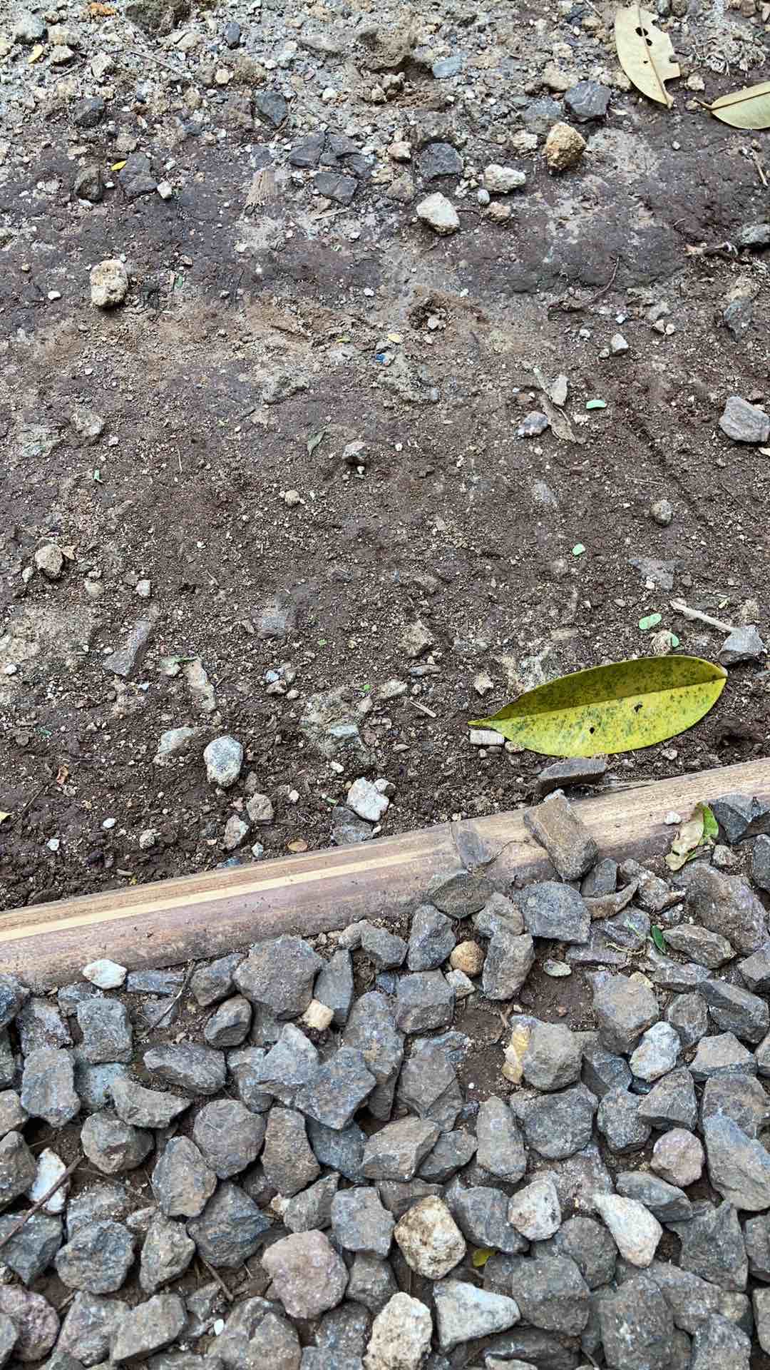 Kencana Fragrance Oil - Sumriwing (mint) 10ml