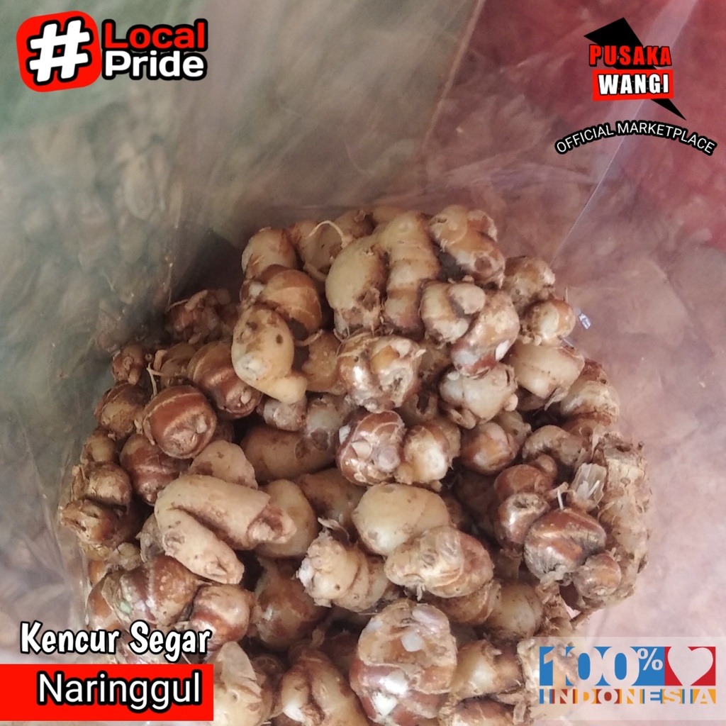 

250g Kencur Segar Cikur Fresh Murah Ekspor Quality