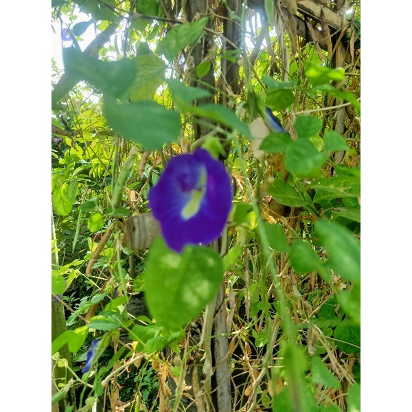 

Biji Bunga Telang Ungu