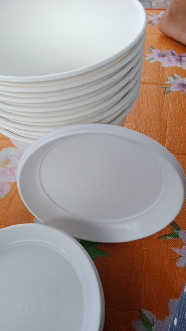 Pot Bunga Tanaman Tawon Putih 18cm +tatakan Bawah