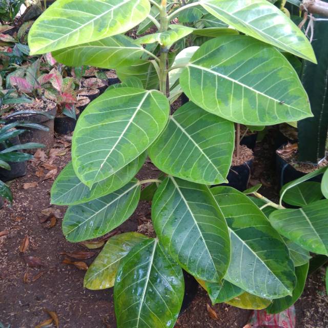 tanaman hias karet kebo kuning-pohon karet kebo kuning-ficus elastika