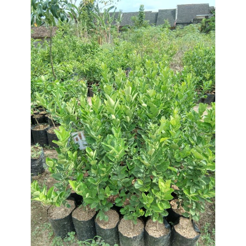 

Jeruk Lemon Jawa