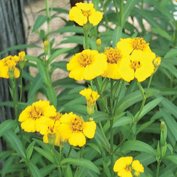 Bibit-Biji Marigold Mexican Mint (Haira Seed)