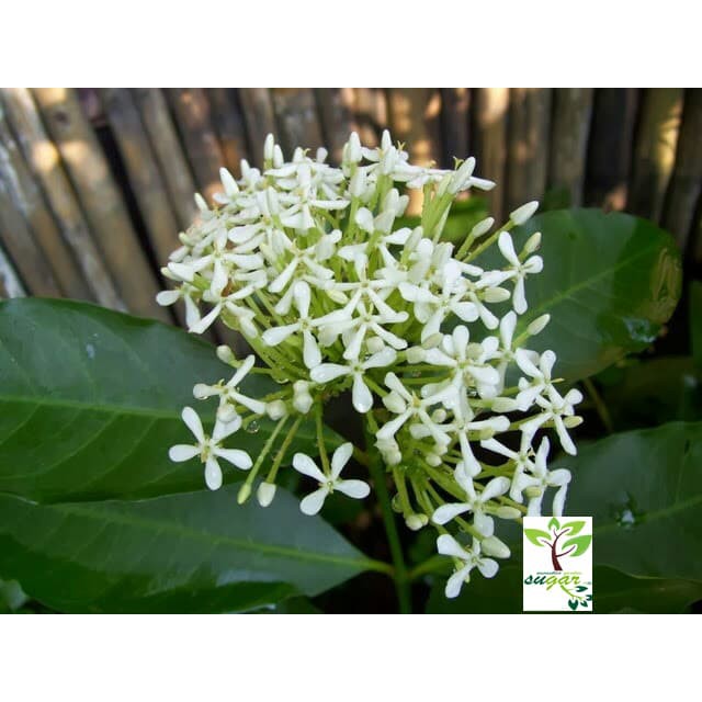 dwarf white ixora / ixora williamsii white