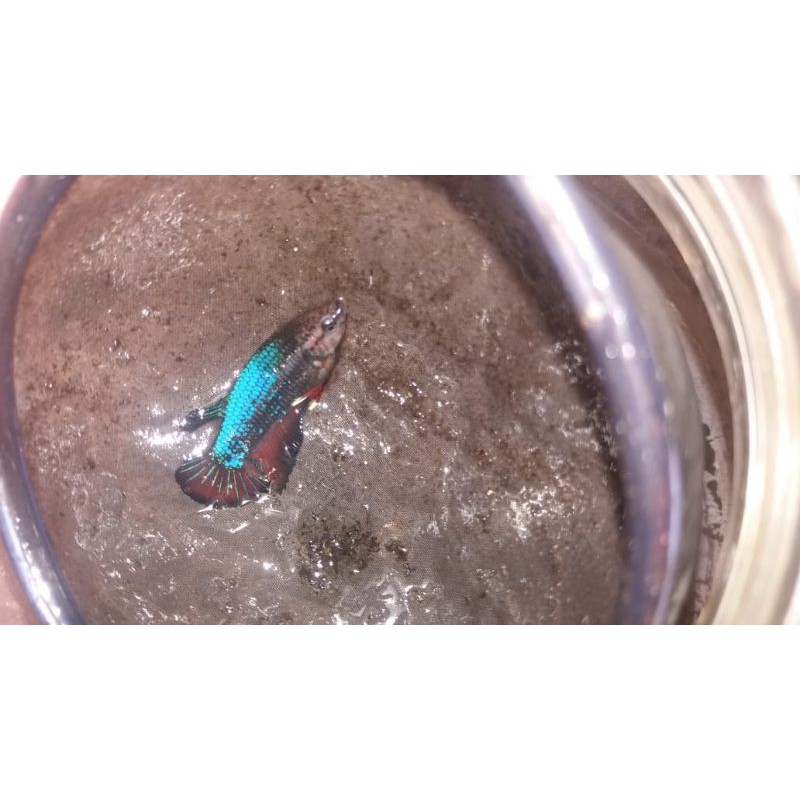 cupang avatar vampire