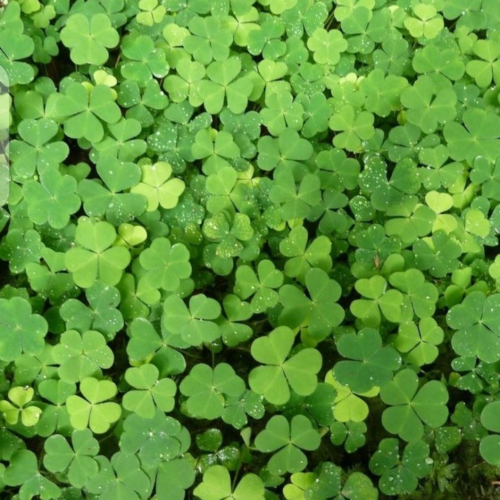 

Daun Semanggi herbal 100 gram DAUN ORGANIK