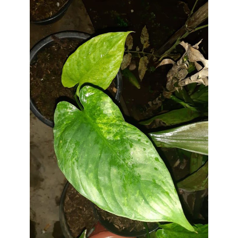 homalomena sp varigata