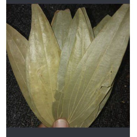 

Bayleaf - tej patha - daun kari 10 lembar