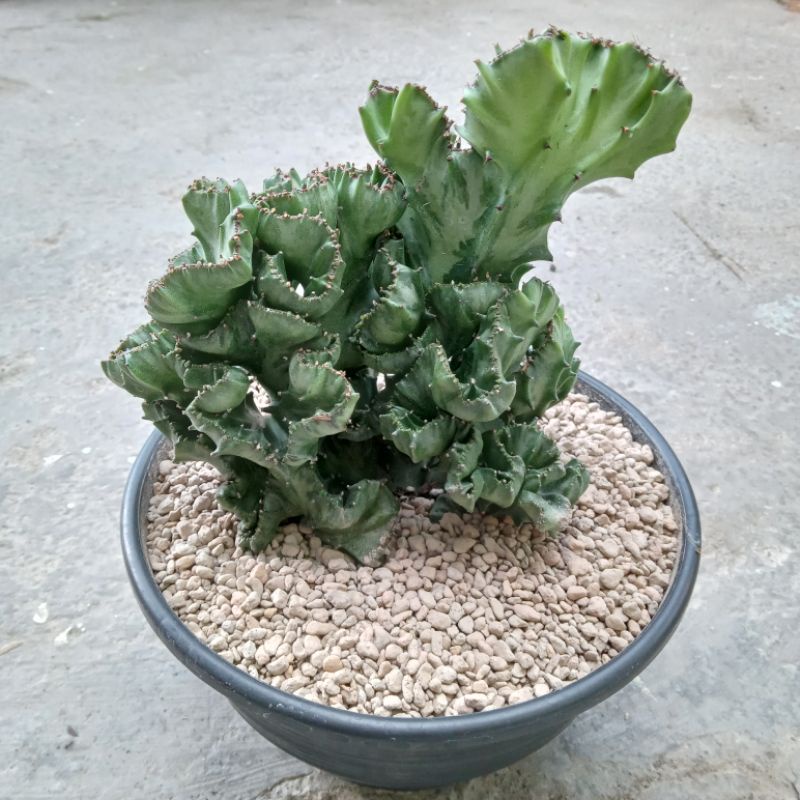 Euphorbia Lactea Crested