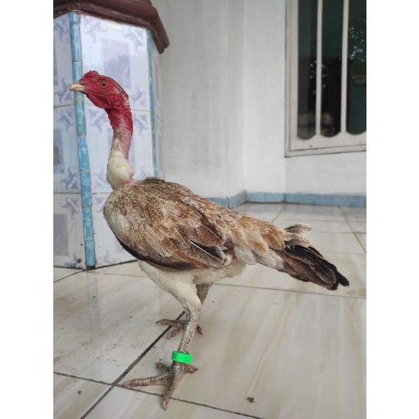 Ayam indukan Saigon Birma