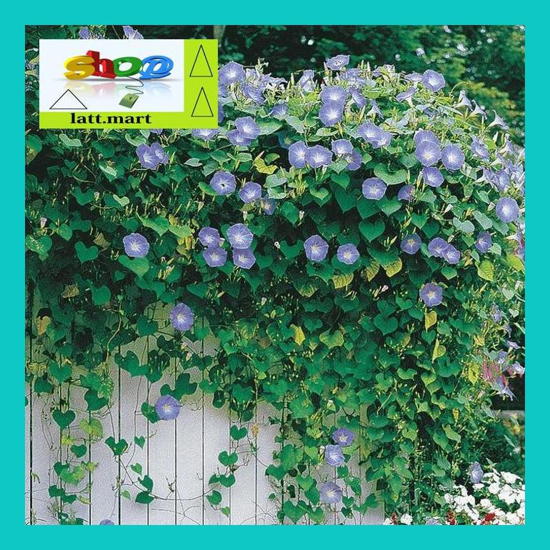 

Yu04Yts Benih-Bibit Bunga Morning Glory Heavenly Blue (Haira Seed) Yul0F40Ul