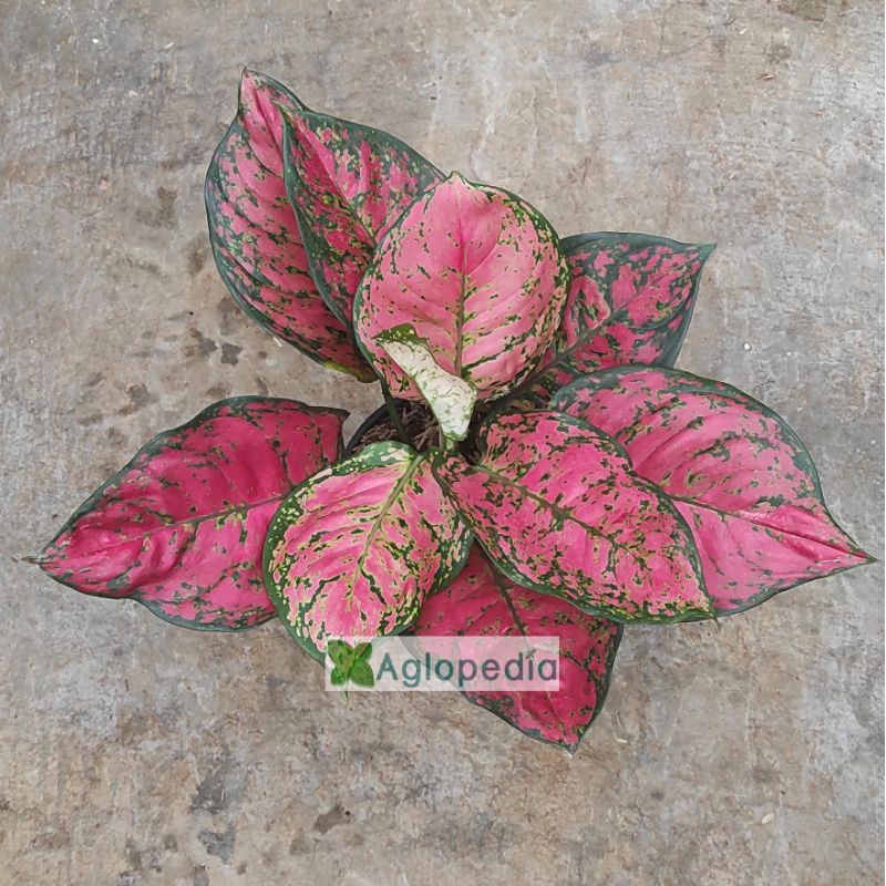 Aglonema Dud Anjamani Besar - Aglopedia